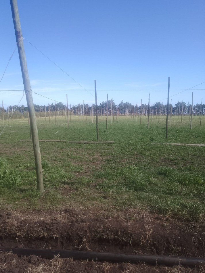 Venta  10  Hectareas 