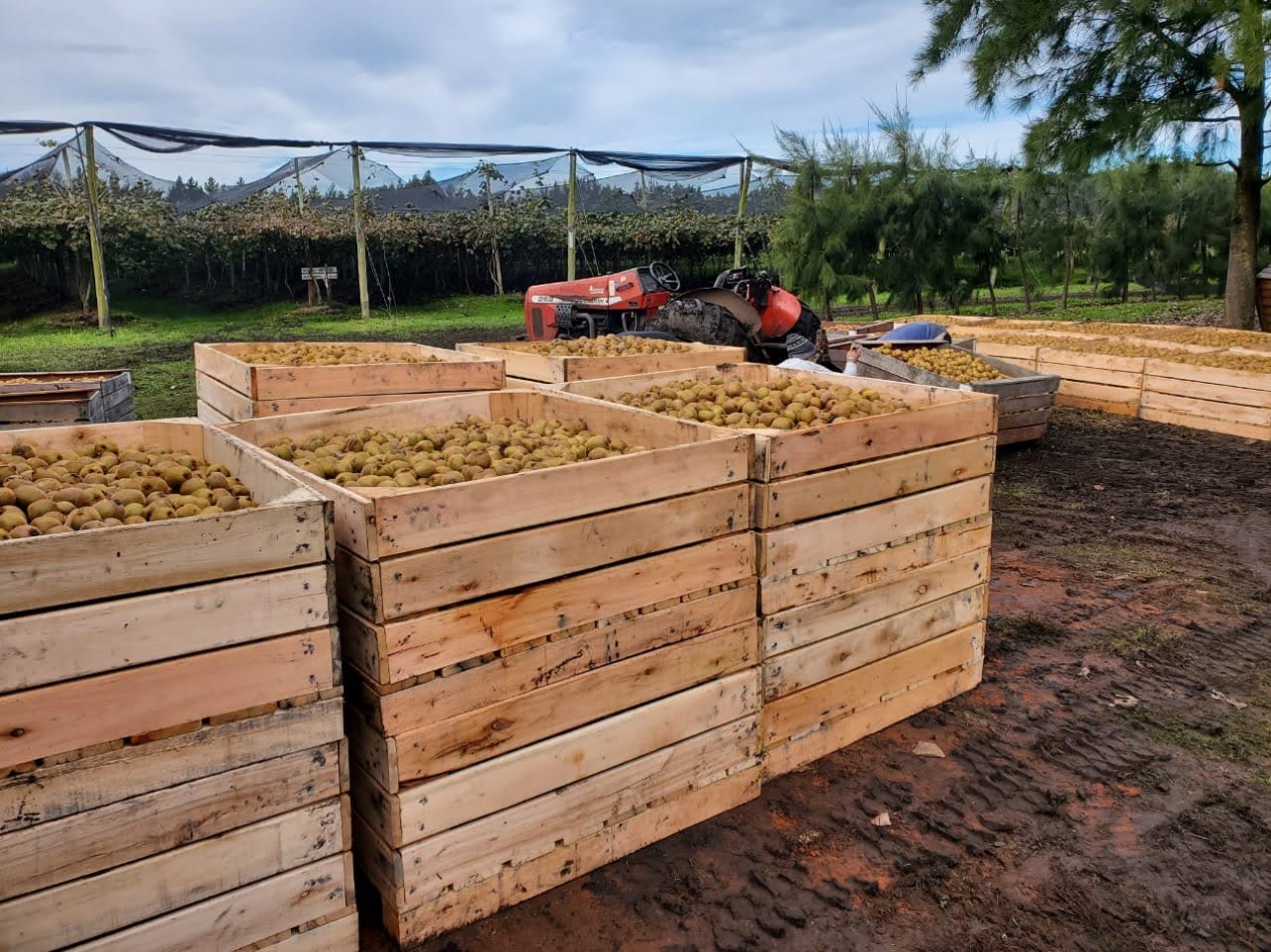 Venta  10  Hectareas 