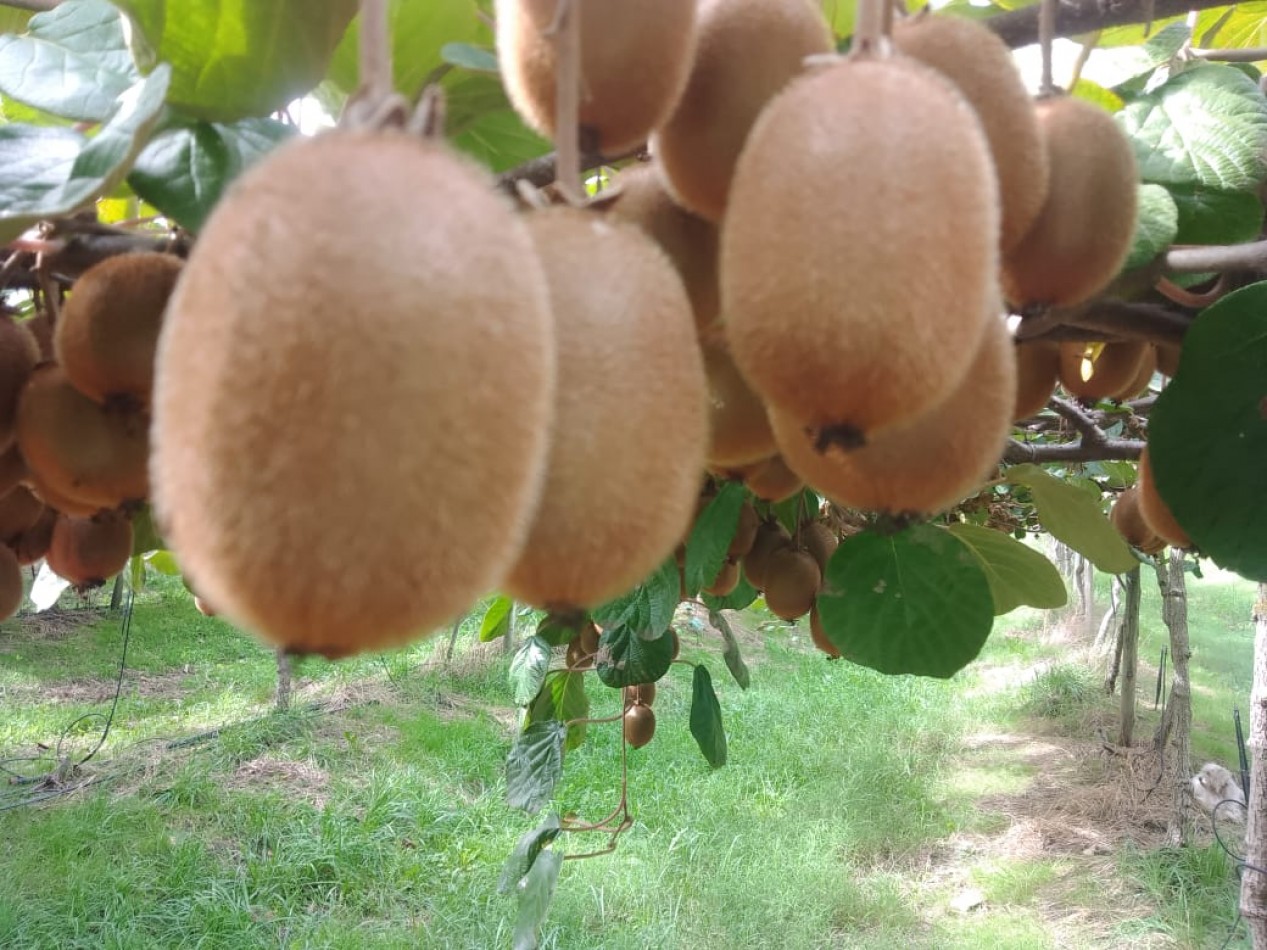  Hectareas 10 venta Mar del Plata 