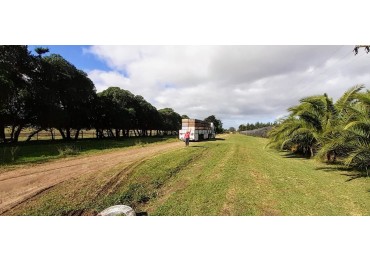 Venta  10  Hectareas 